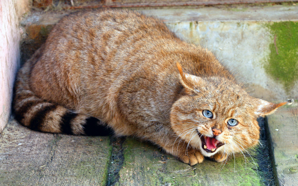 Chinese Mountain Cat