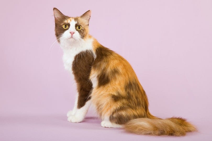 chocolate calico cat in purple background