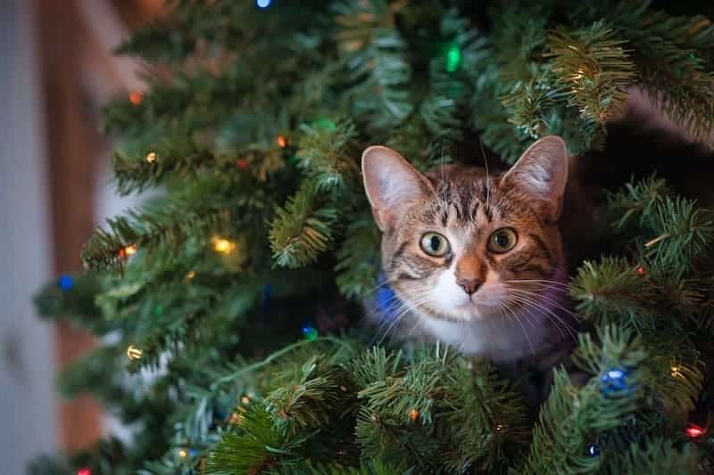 Christmas tree cat