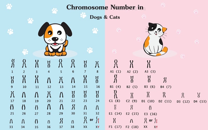Chromosome number in cats and dogs
