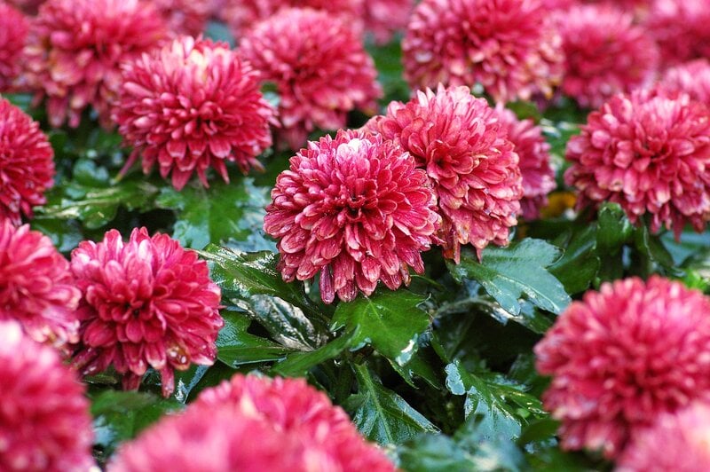 red Chrysanthemums