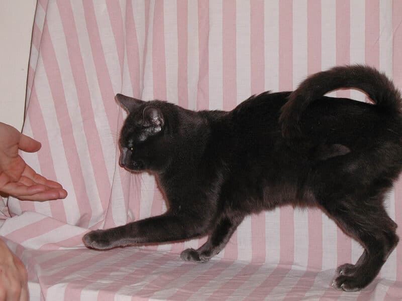 Chunky-Monkey-American-Ringtail-Cat-3rd-Generation