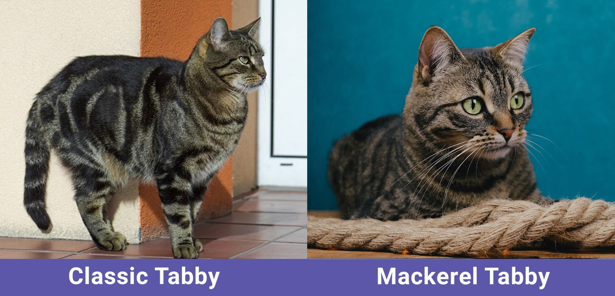 Classic Tabby vs Mackerel Tabby Key Differences (With Pictures) Catster