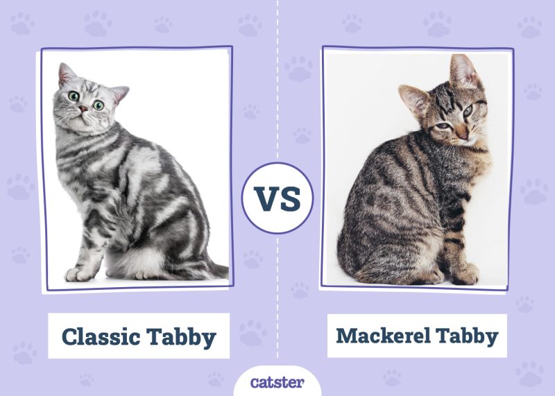 Classic vs Mackerel tabby