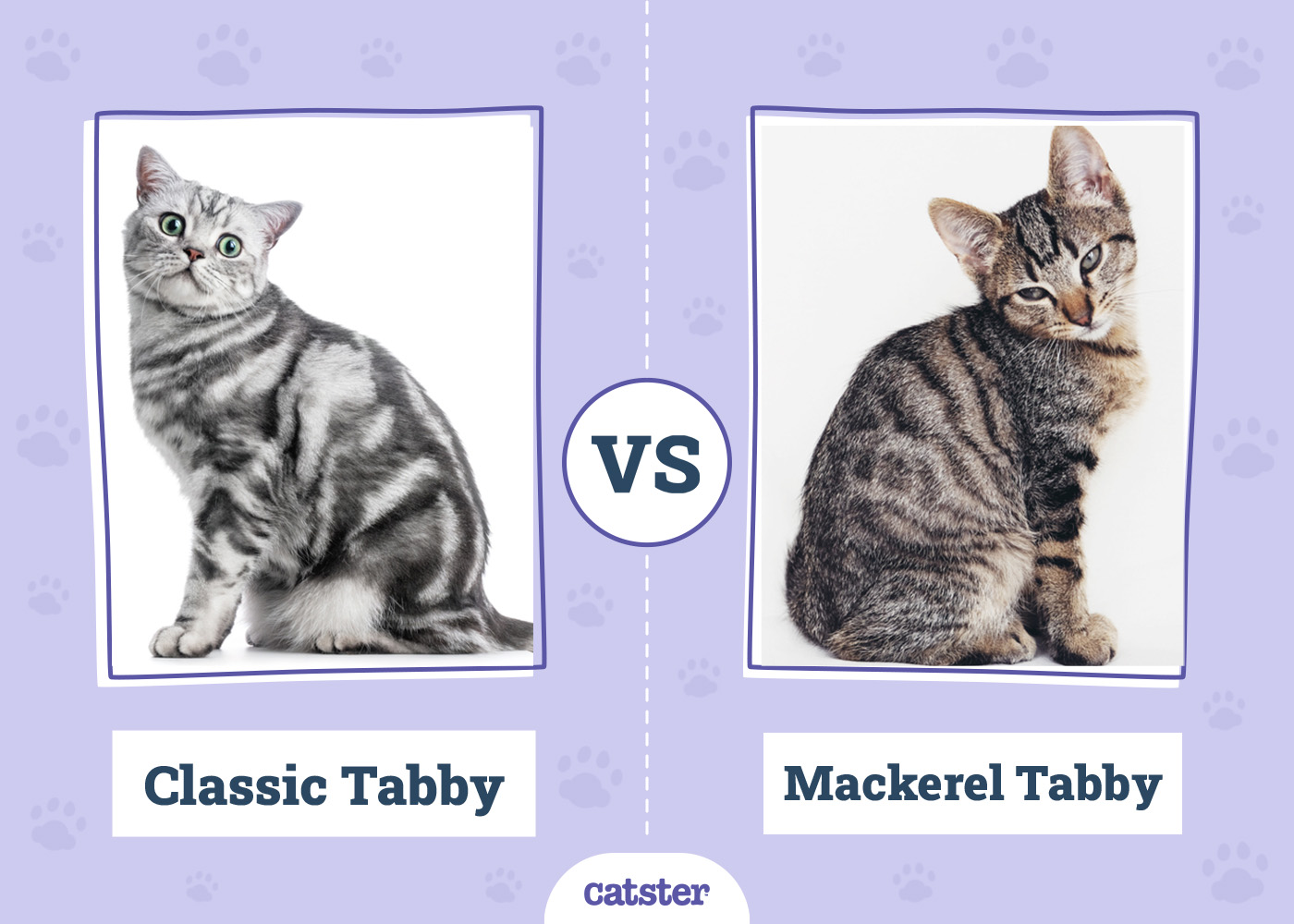 Classic Tabby vs Mackerel Tabby Key Differences (With Pictures) Catster