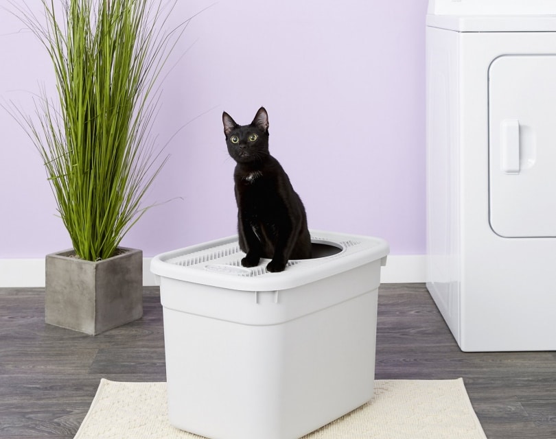 Clevercat Top-Entry Litter Box