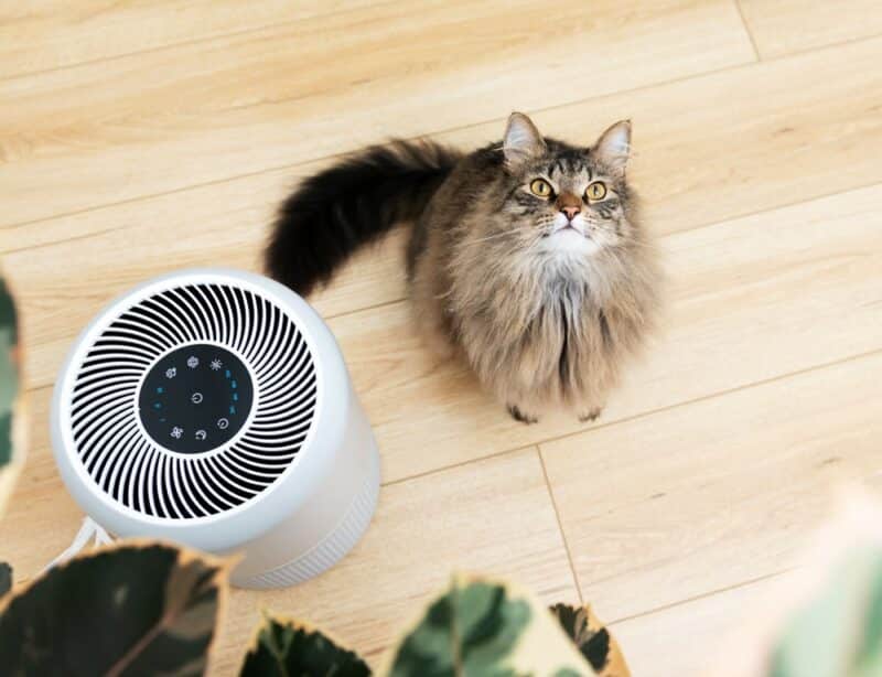 Close up of a Fluffy Cat Sitting Next to Air Purifier