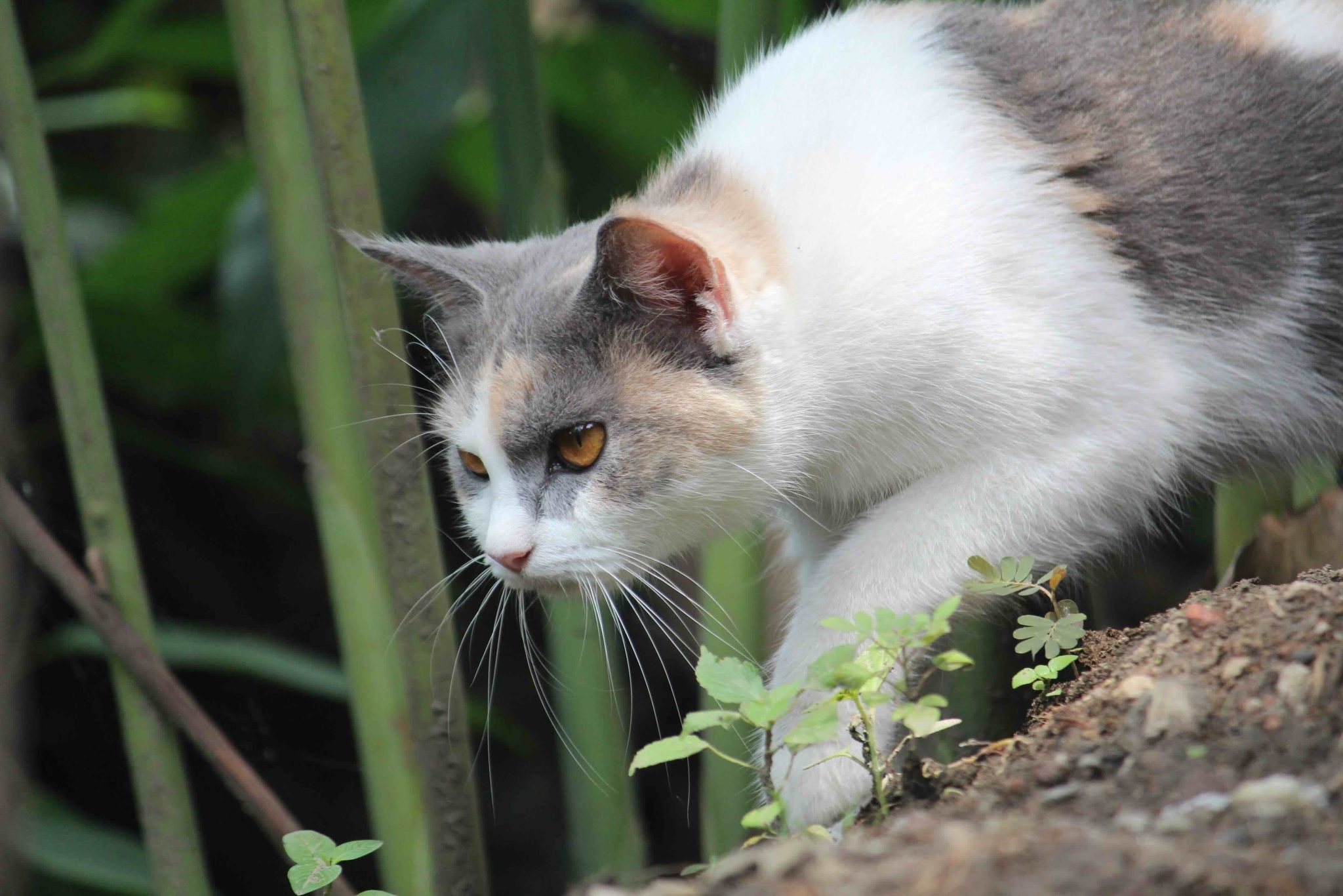 Close up of a dilute calico cat stalking and hunting in the garden bushes.