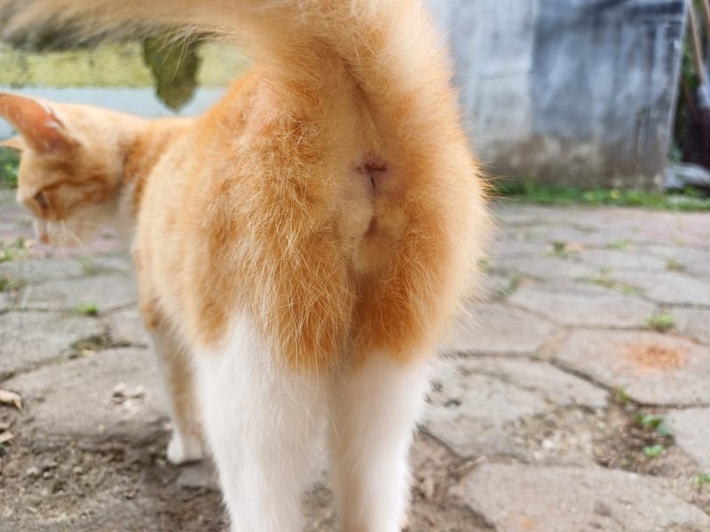 Close up of orange and white cat's butt