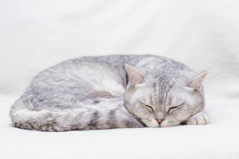 Close-up of the muzzle of a sleeping cat with closed eyes