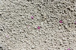 Can You Use Kitty Litter for Oil Spills? Alternative Uses, Tips