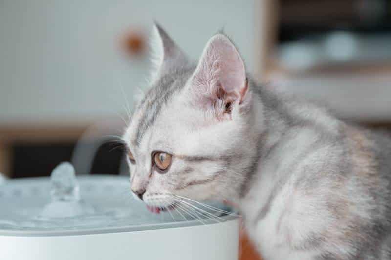 Close up to a grey and white kitten drinking water at the pet drinking fountain
