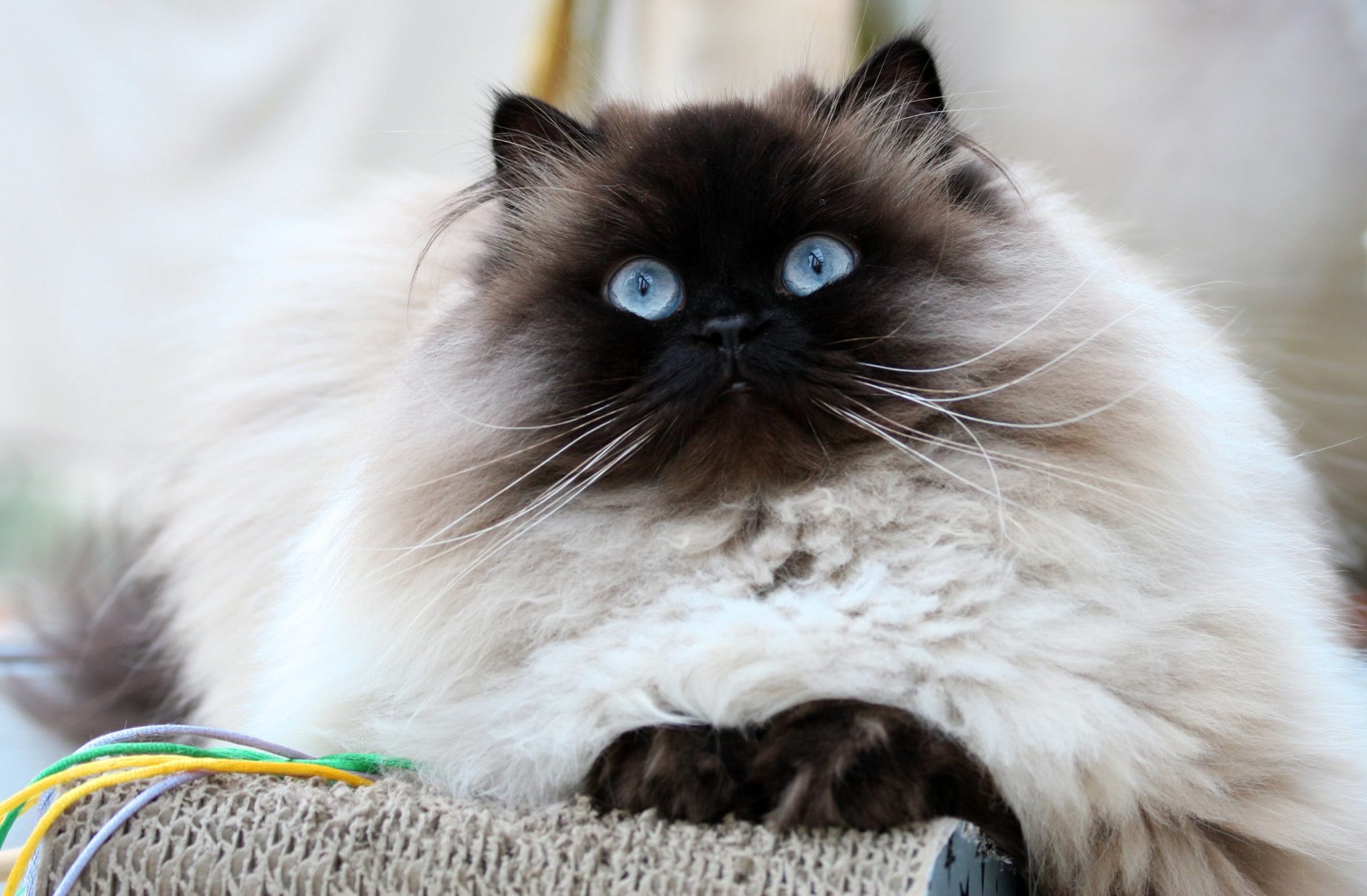 Close ups of himalayan cat