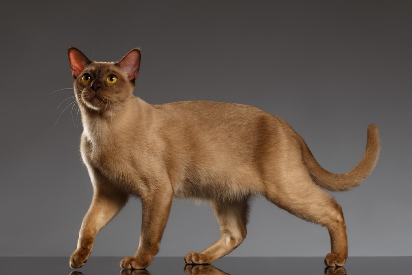 Closeup Burmese Cat Stands on Gray background