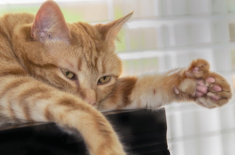 Closeup of head and paw of polydactyl orange tabby cat