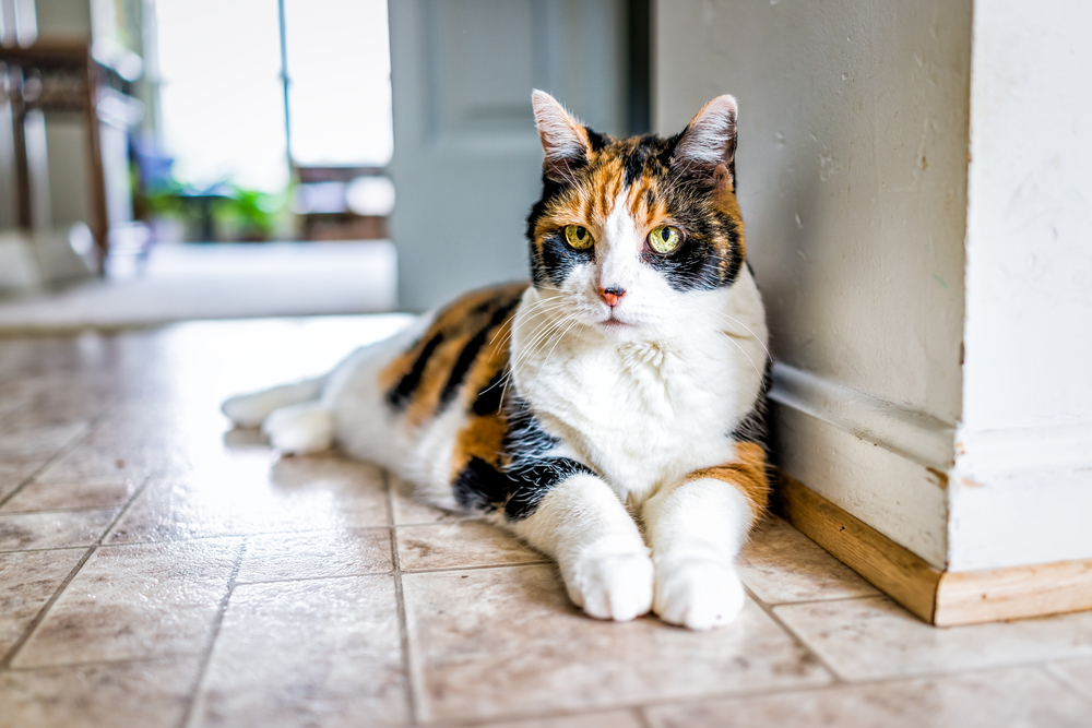 Closeup portrait of old calico cat lying down by kitchen on tiled floor in home