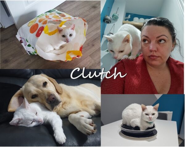 Clutch, Dr Karyn's cats