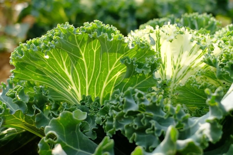 Collard greens under sunlight