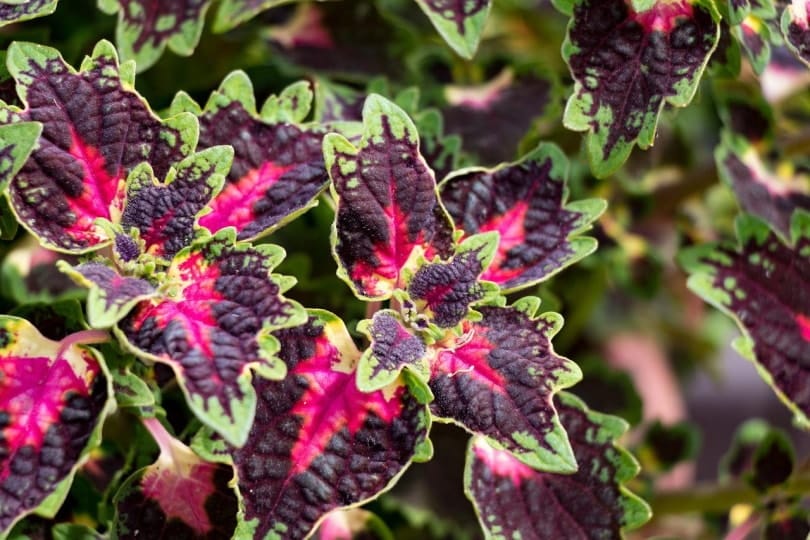 Colorful coleus leaves