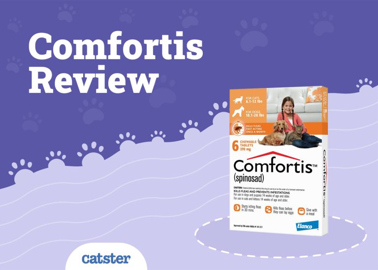 Comfortis Flea Tablet for Cats Vet Review in 2024 Catster