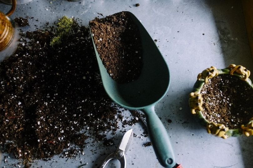 Composting Cat Poop Everything You Need to Know Catster