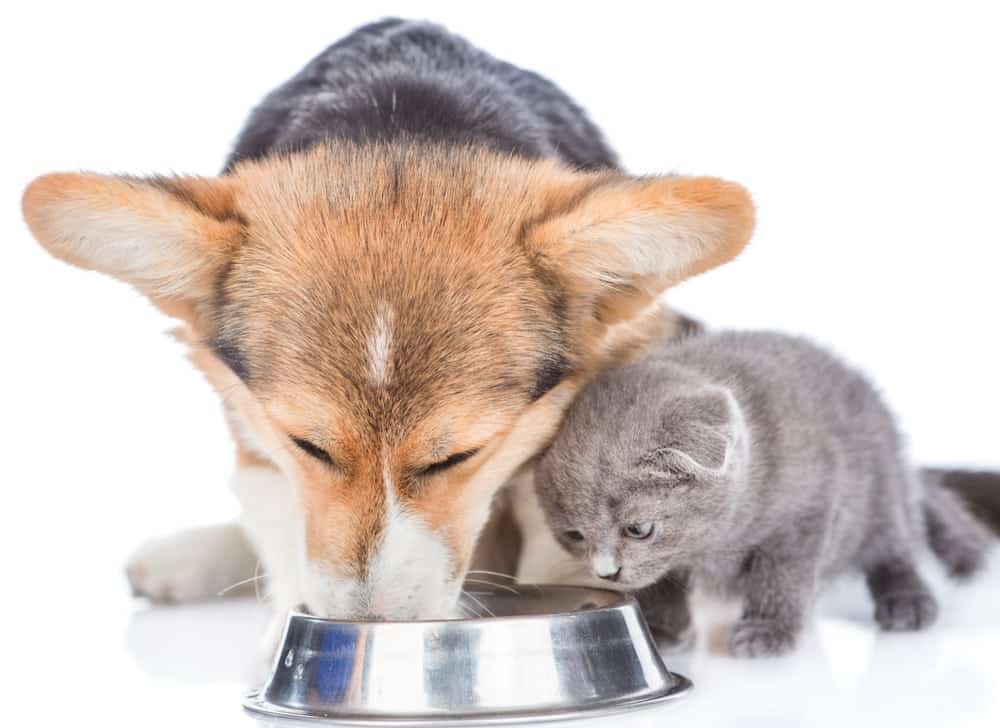 Your Pet's Food Bowl Could Be Making You Sick