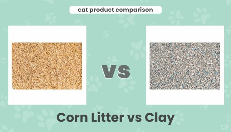 Corn litter vs clay EC
