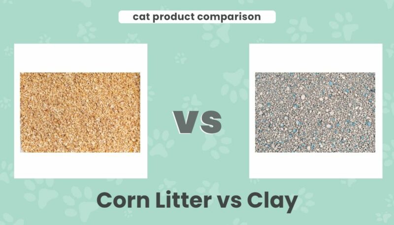 Corn litter vs clay EC