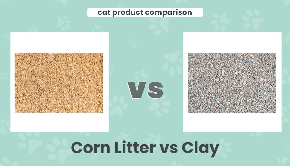 Corn litter vs clay EC