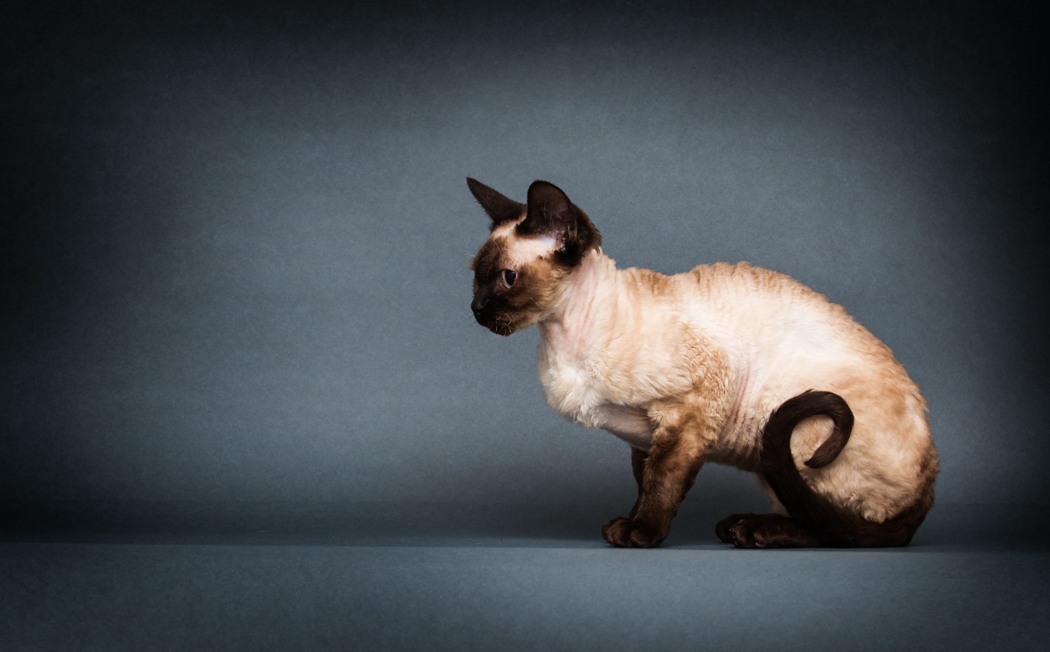 Cornish Rex cat in the studio