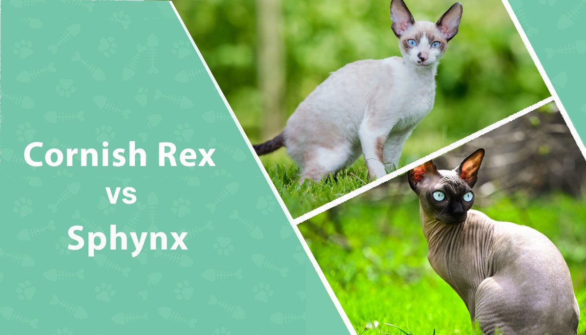 Cornish Rex vs. Sphynx