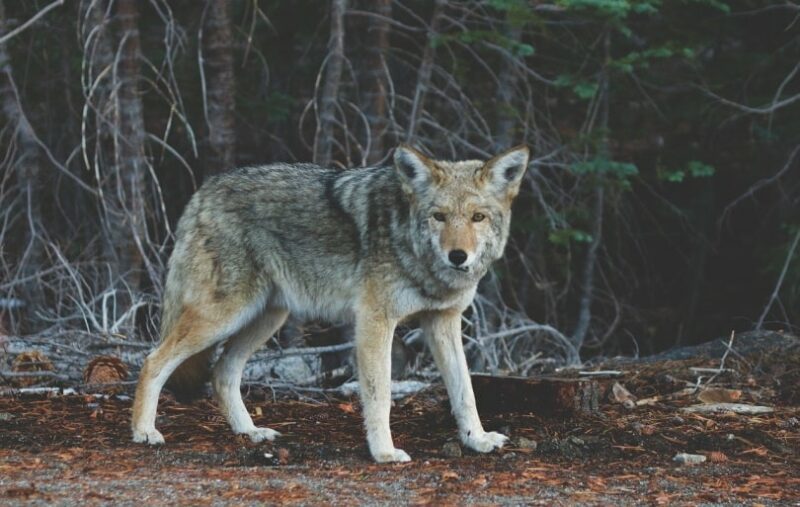 Coyote in the woods