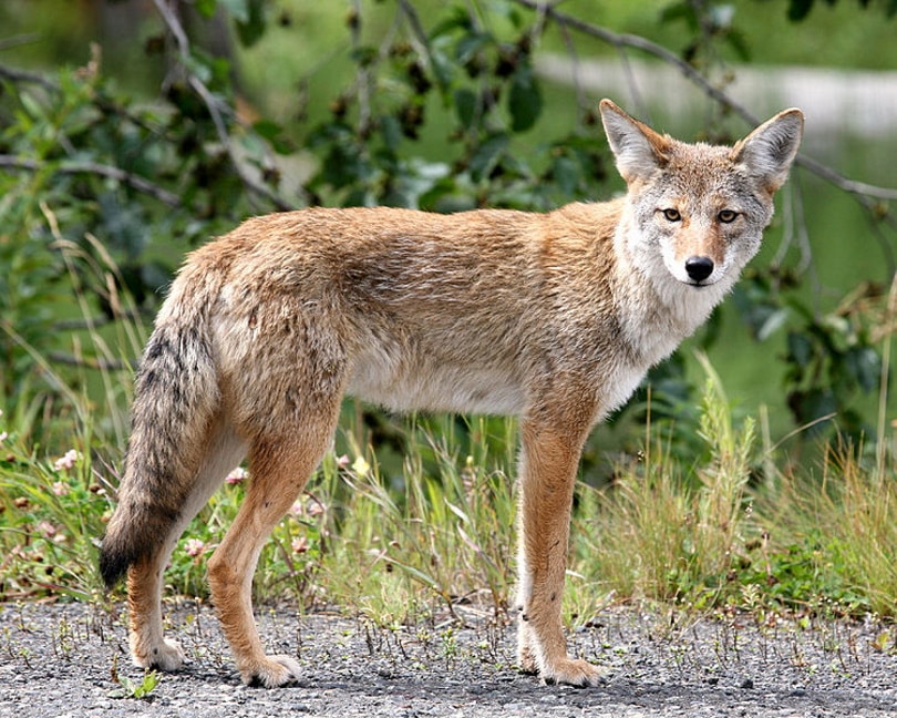 Coyote_Mariomassone_Wikimedia