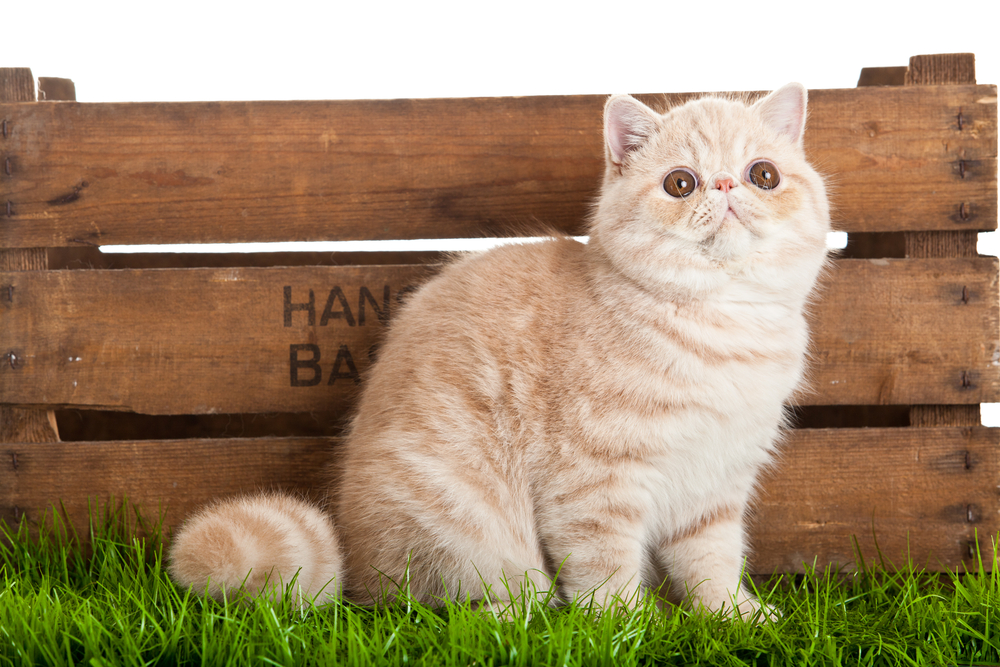 Cream Exotic Shorthair