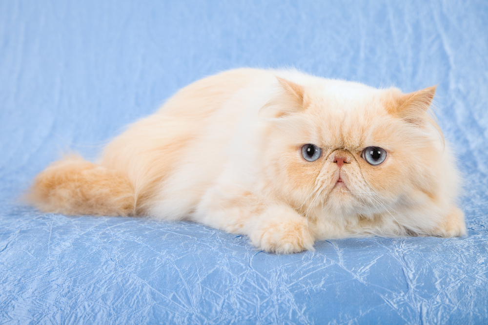 Cream Himalayan Cat