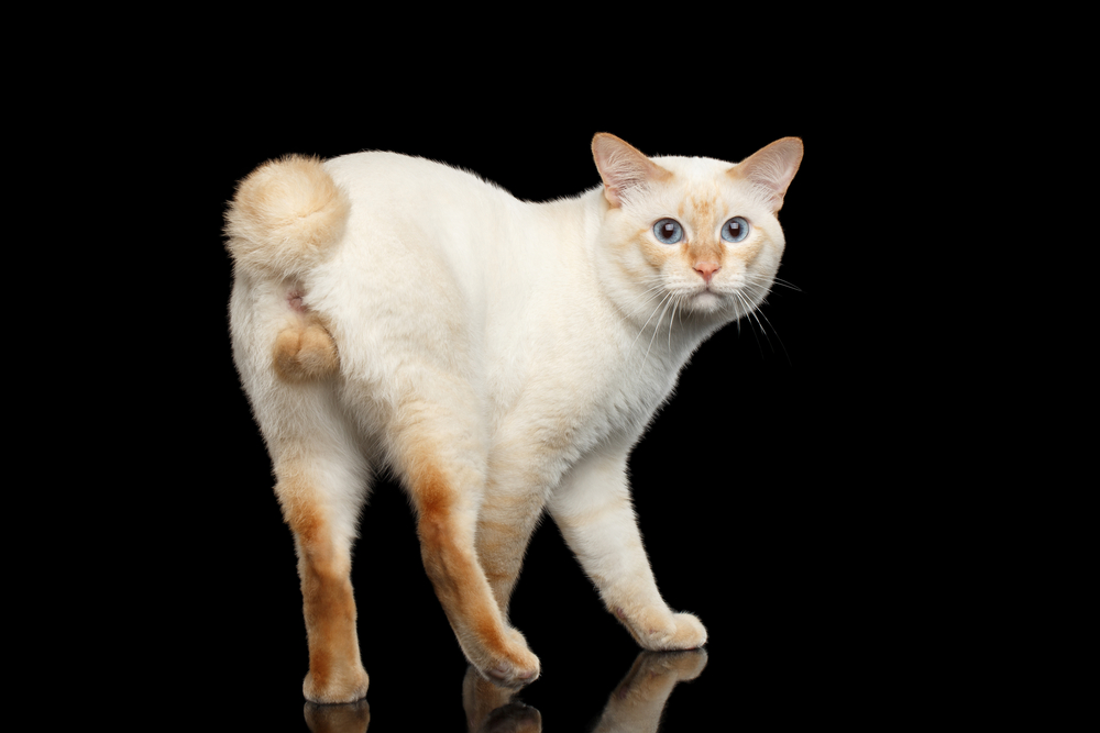 Cream Japanese Bobtail