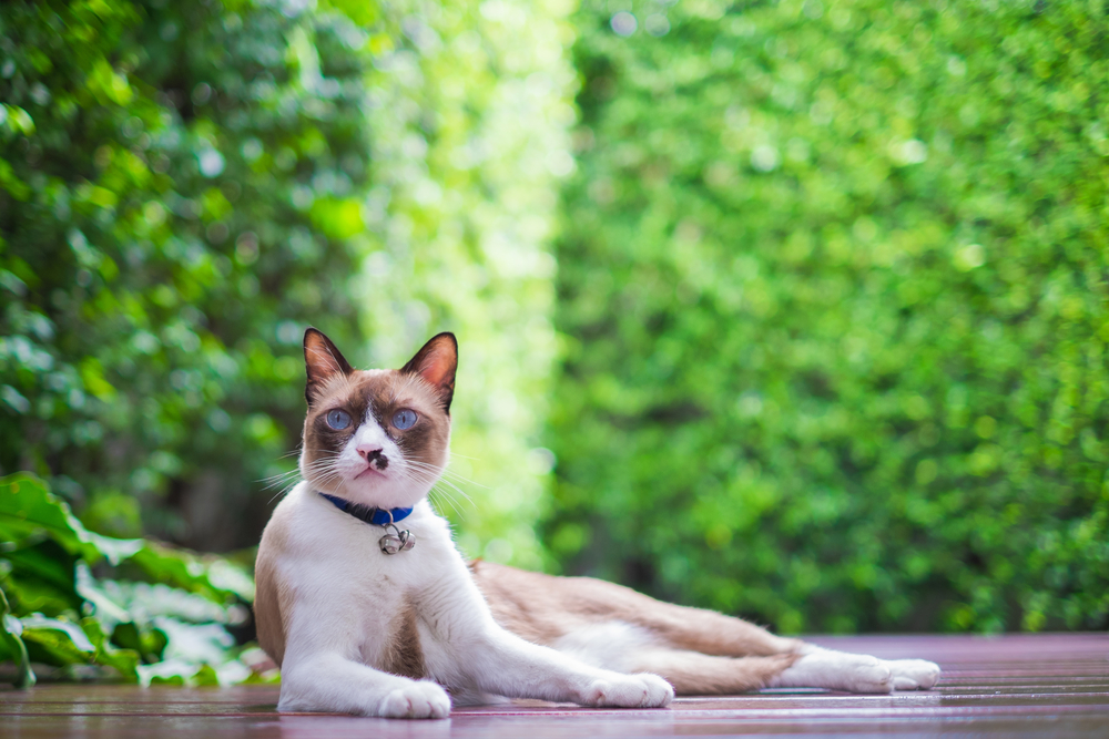 Cream Snowshoe Cat