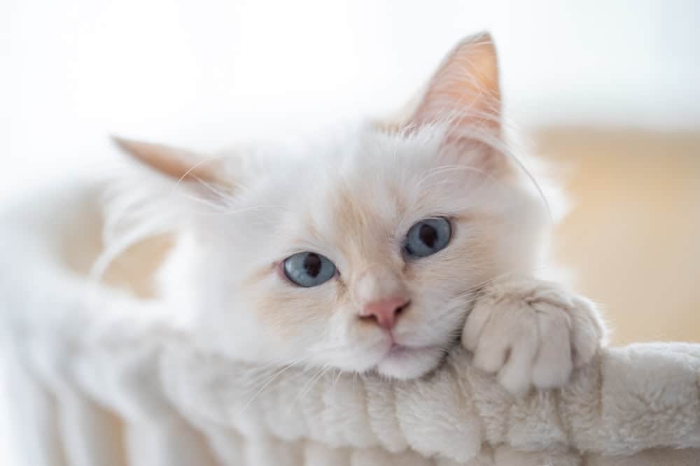 Cream cat with blue eyes