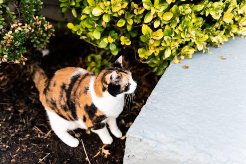 Curious calico cat outside green garden