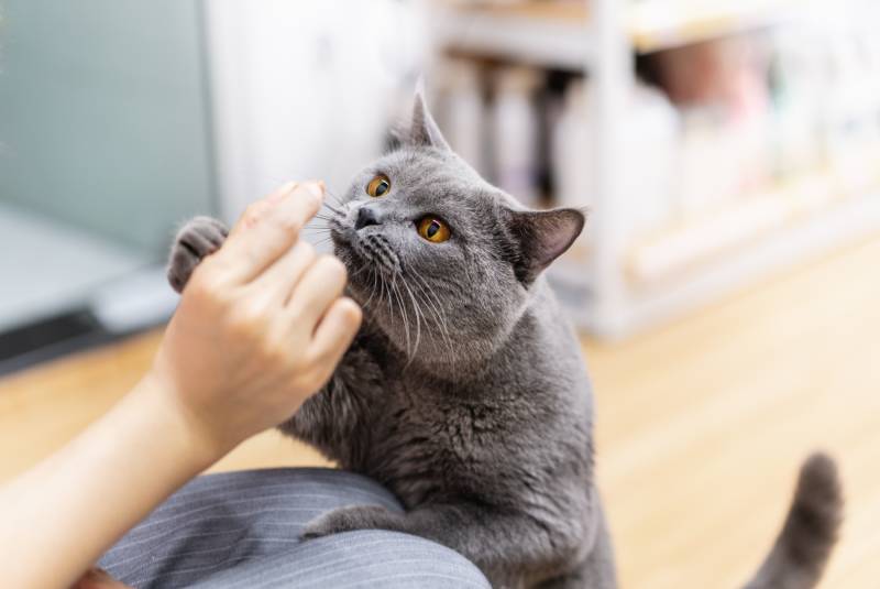 Curious cat smell snack on its master's hand