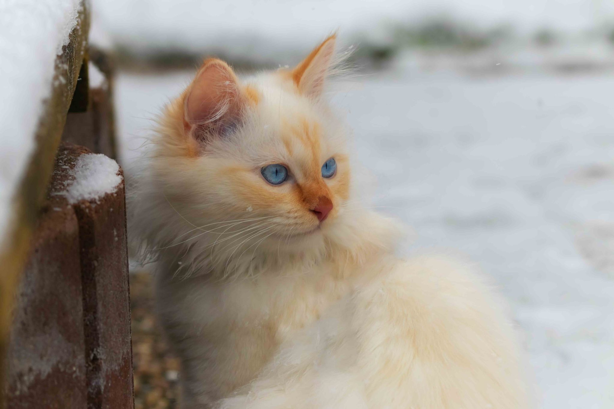 Cute Birman kitten sitting in the snow_Regina Hoenes_Shutterstock
