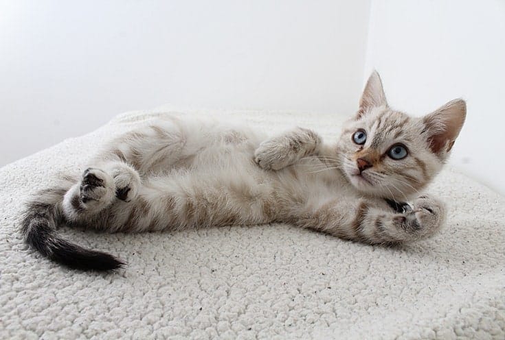 Cute Kitten