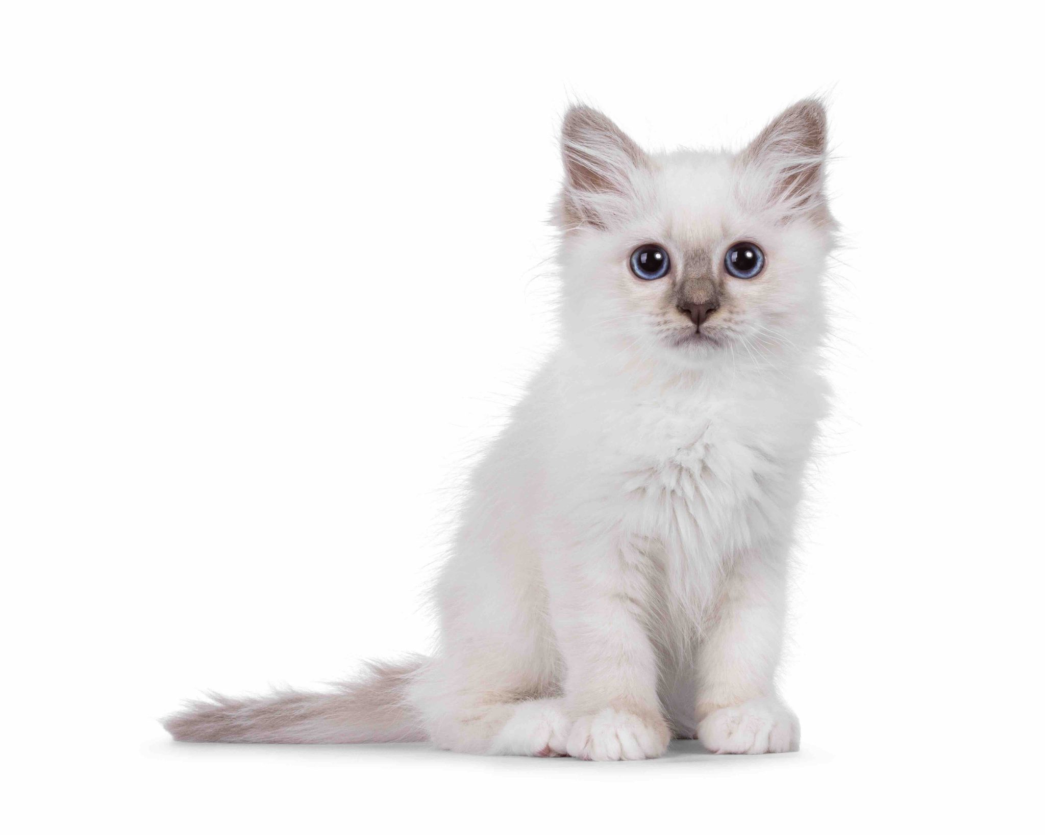 Cute Sacred Birman cat kitten, sitting up facing front. Looking towards camera with breed typical blue eyes. Isolated on a white background_Nynke van Holten_Shutterstock