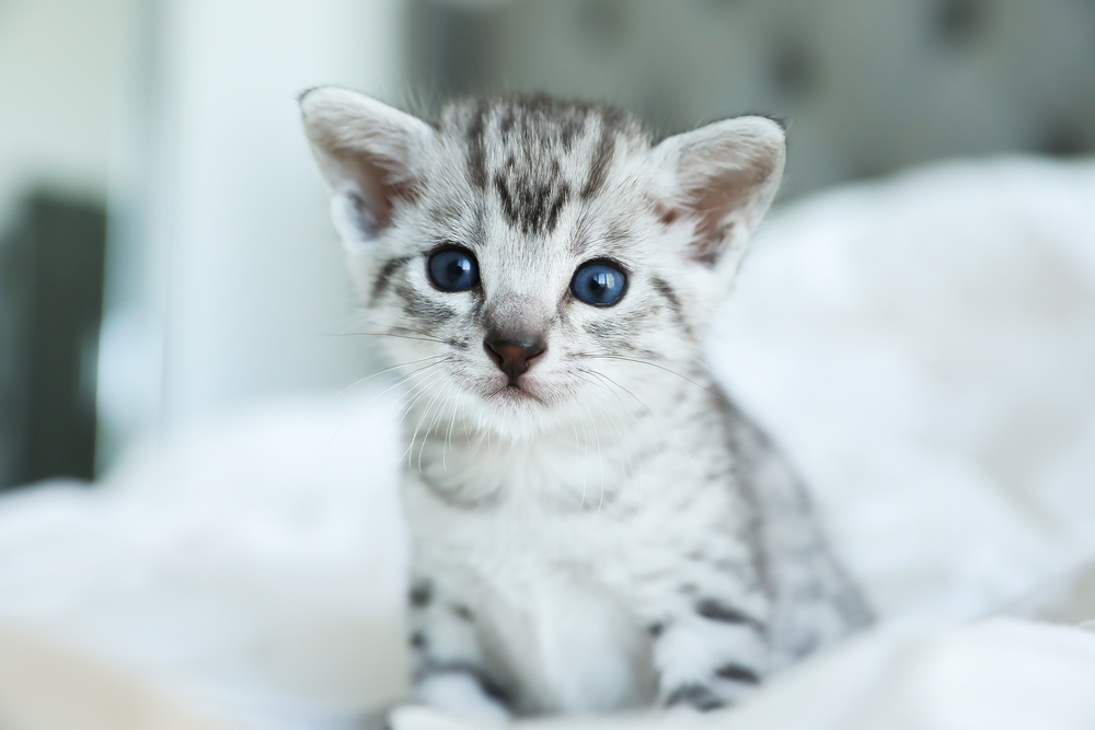 Cute and rare Egyptian Mau kitten