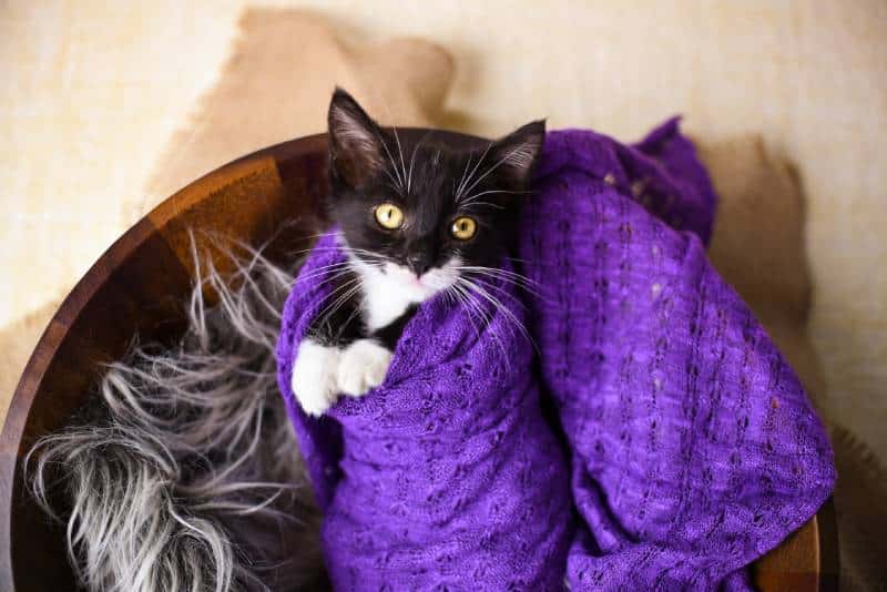 Cute black and white kitten wrapped in a swaddle in a basket