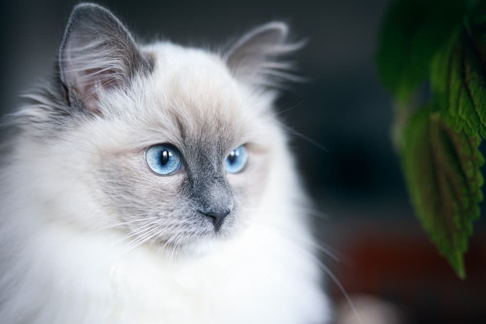 The Ragdoll Cat Breed: Personality, Care & More