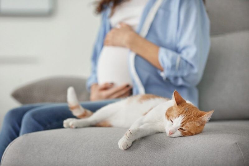 Cute cat and blurred pregnant woman on background