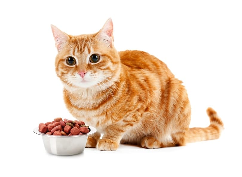 Cute cat and bowl with dry food