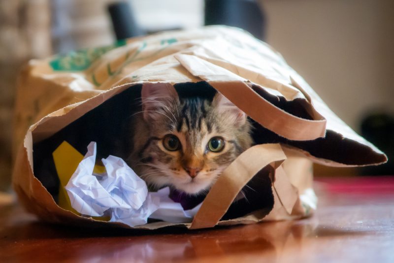 Cute cat playing inside a paper bag