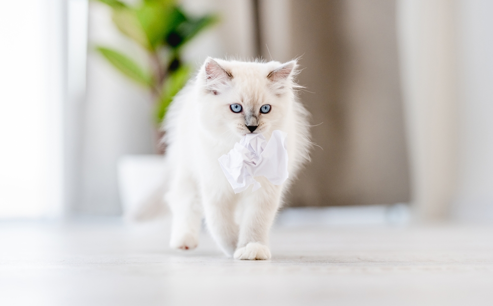 Cute fluffy Ragdoll cat on the floor